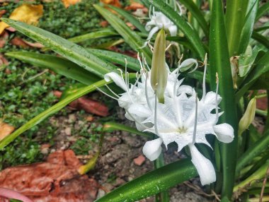 Açık hava bahçesinde güzel beyaz örümcek zambağı (Hymenocallis littoralis)