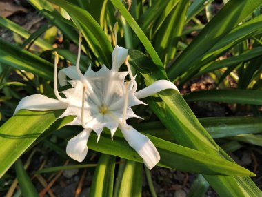 Açık hava bahçesinde güzel beyaz örümcek zambağı çiçekleri (Hymenocallis littoralis)
