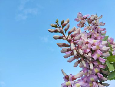 Güzel gliricidia çiçekleri (Gliricidia sepium) mavi gökyüzü arkaplanlı 