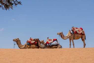 Çölde bir kum tepesinde üç deve. Yüksek kalite fotoğraf. Gezintiye hazırız. Seyahat