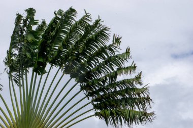 Gri gökyüzünde egzotik gezginler ağacı. Yüksek kalite fotoğraf