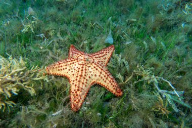 Denizin dibinde dev bir denizyıldızı. Yüksek kalite fotoğraf