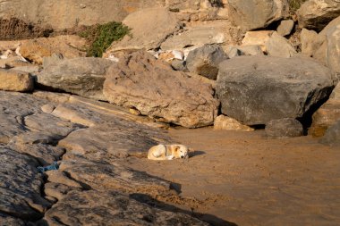 Bir tanrı kayalık bir plajda dinleniyor. Yüksek kalite fotoğraf