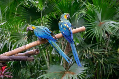 Ormanda iki mavi ve sarı papağan. Yüksek kalite fotoğraf