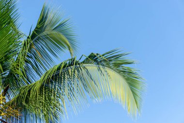 Mavi gökyüzünde bir palmiye ağacı. Yüksek kalite fotoğraf