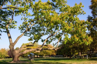 Çimenli yeşil bir parkta ağaçlar. Yüksek kalite fotoğraf