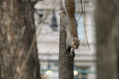 Central Park 'ta bir ağaçtaki sincap, kış. Yüksek kalite fotoğraf