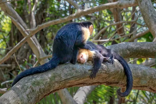 Two monkeys massaging each other on a tree. High quality photo