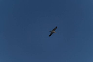 Mavi gökyüzünde bir martı uçar. Yüksek kalite fotoğraf