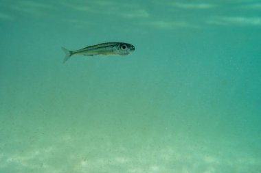 Sığ sularda yüzen küçük bir balık, güneşli, Fransa, okyanus. Yüksek kalite fotoğraf