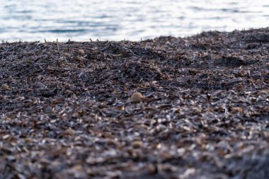 Kumsalda birikmiş kuru yosunlar. Yüksek kalite fotoğraf