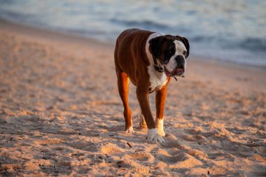Yaşlı boksör köpek deniz kıyısında yürüyor. Yüksek kalite fotoğraf