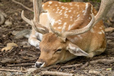 Yerde yatan bir geyiğin yakınına. Yüksek kalite fotoğraf. Kanada