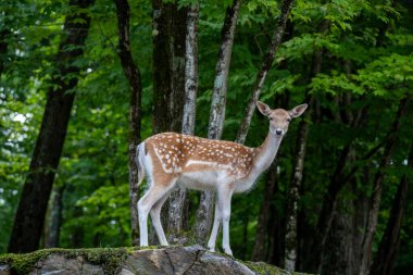 Yalnız bir geyik sık bir ormanda bir kayanın üzerinde poz verir. Yüksek kalite fotoğraf. Parc Omega, Kanada