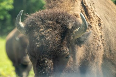 Bir bizon yakın çekim. Yüksek kalite fotoğraf. Parc Omega, Kanada