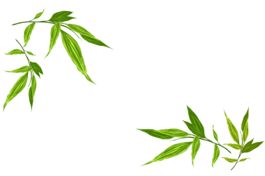 bambu yaprakları üzerinde beyaz izole