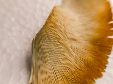 Beyaz arka planda mantar kapağının arkasındaki dokuyu gösteren makro fotoğraf.