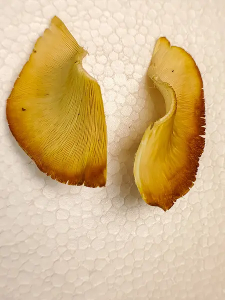 Beyaz arka planda mantar kapağının arkasındaki dokuyu gösteren makro fotoğraf.