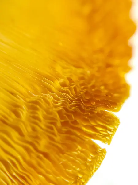 Beyaz arka planda mantar kapağının arkasındaki dokuyu gösteren makro fotoğraf.