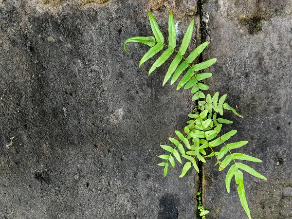 eğreltiotu yaprakları eski beton duvarların çatlaklarında büyüyor.
