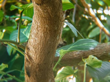 Gölgeli bir mango ağacının gövdesine yakın.