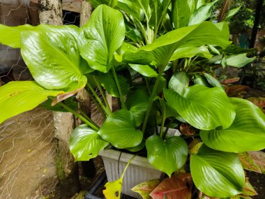 close up of a green leaf,   Cardwell lily and northern Christmas lily (Prophys amboinensis)  clipart