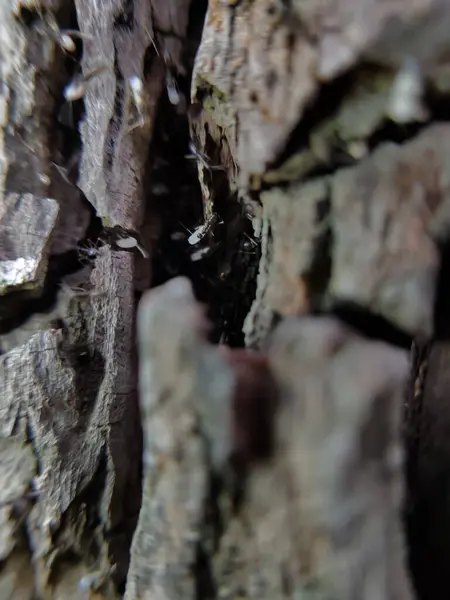 Ağaçta yumurta taşıyan küçük karınca kolonisi (Tapinoma oturumu))