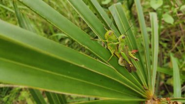 Bir çift çekirge, Çinli bir hayran palmiyesinin yaprakları üzerinde çiftleşiyorlar.