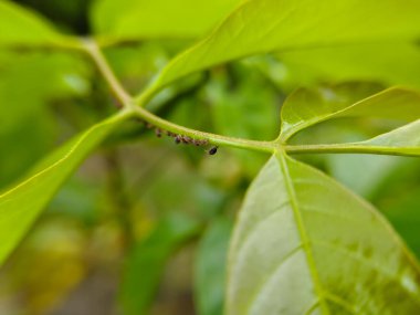 Bitki yapraklarının üzerine tünemiş bir grup Kara Yaprak bitkisi bitkinin gövdesini emiyor.)