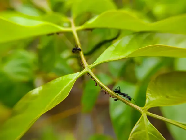 siyah karıncalar (Camponotus japonicus) ve yaprak bitkileri (Aphis fabae) açık bitki yaprakları üzerinde