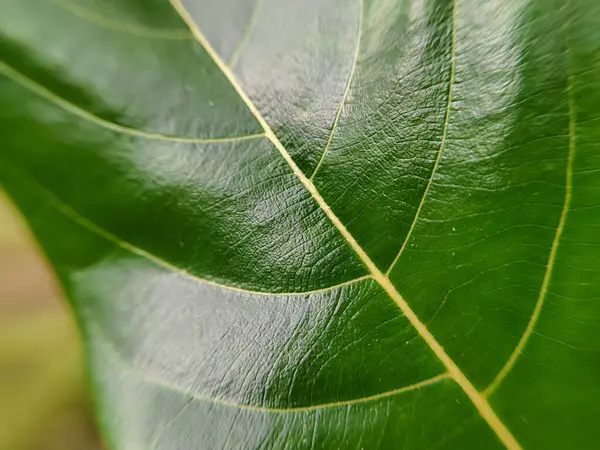 Jackfruit yapraklarını kapatın, doğa arka planı