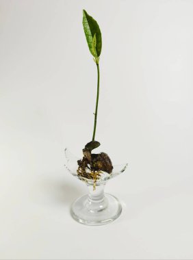 Kırık bir fincanda büyüyen genç kaya meyvesi filizleri beyazda izole edilmiş.