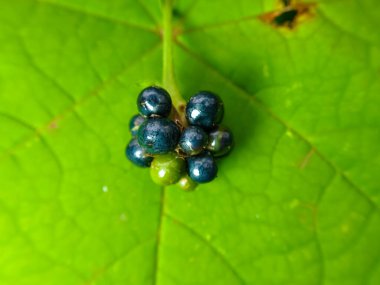Olgun tavuk gübresi veya salya yakın çekim (Lantana camara))