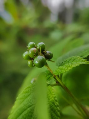 Çiğ tavuk gübresi veya salya yakın çekim (Lantana camara))