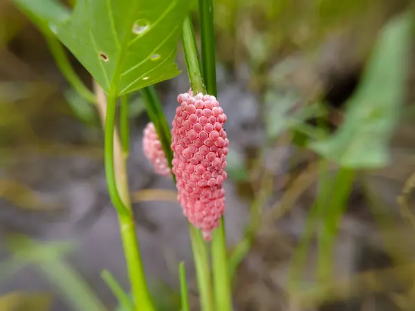 Su üzerinde salyangoz yumurtaları ıspanak (Pila ampullacea)