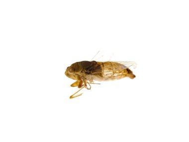 Ölü ağustos böceği ya da katydid böcek kabuğu beyaz üzerinde izole (Cicadidae)