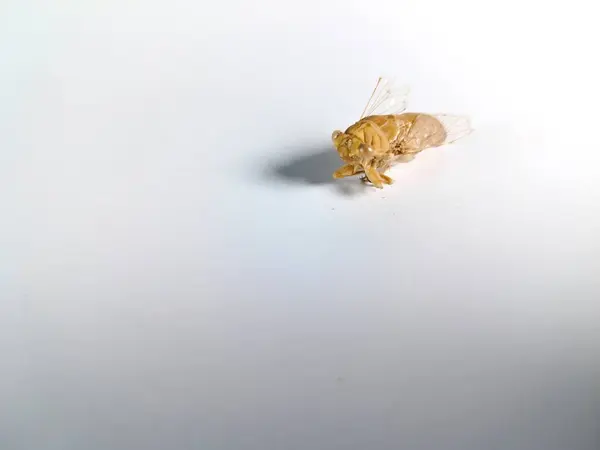 Ölü ağustos böceği ya da katydid böcek kabuğu beyaz üzerinde izole (Cicadidae)