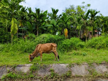 Dişi bir inek nehir kıyısındaki çalılıklarda otluyordu.