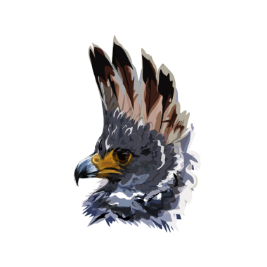 Arkaplanı olmayan Harpy Eagle baş simgesinin çizimi