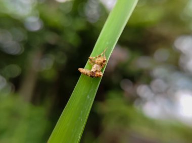 Örümceği çimlere yakın tut Oxyopes zaglossus