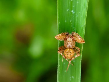 close up spider on grass Oxyopes zaglossus clipart