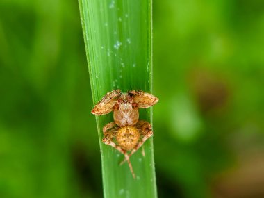 Örümceği çimlere yakın tut Oxyopes zaglossus