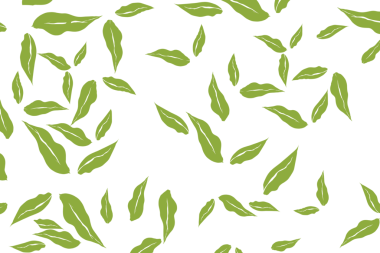 Bir grup yeşil yaprak arka plan olmadan dökülüyor.