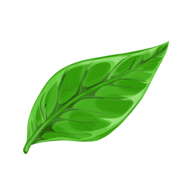 arkaplan olmadan yeşil yaprak izole