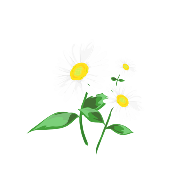 Arkaplansız beyaz papatya çiçeği