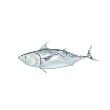 Geçmişi olmayan bir ton balığının vektör çizimi