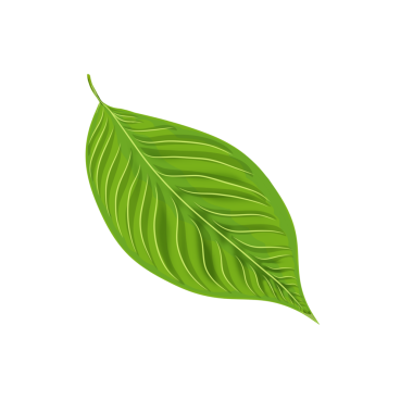 arkaplan olmadan yeşil yaprak izole