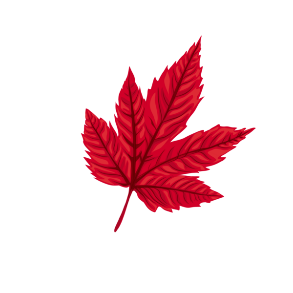 kırmızı akçaağaç yaprağı resimlemesi arkaplansız