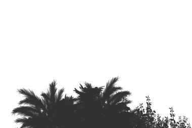 Arkaplansız ağaç siluetlerinin vektör çizimi