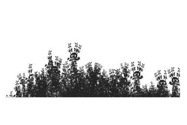 Ormanda arka planda olmayan bitki çalılarının silueti